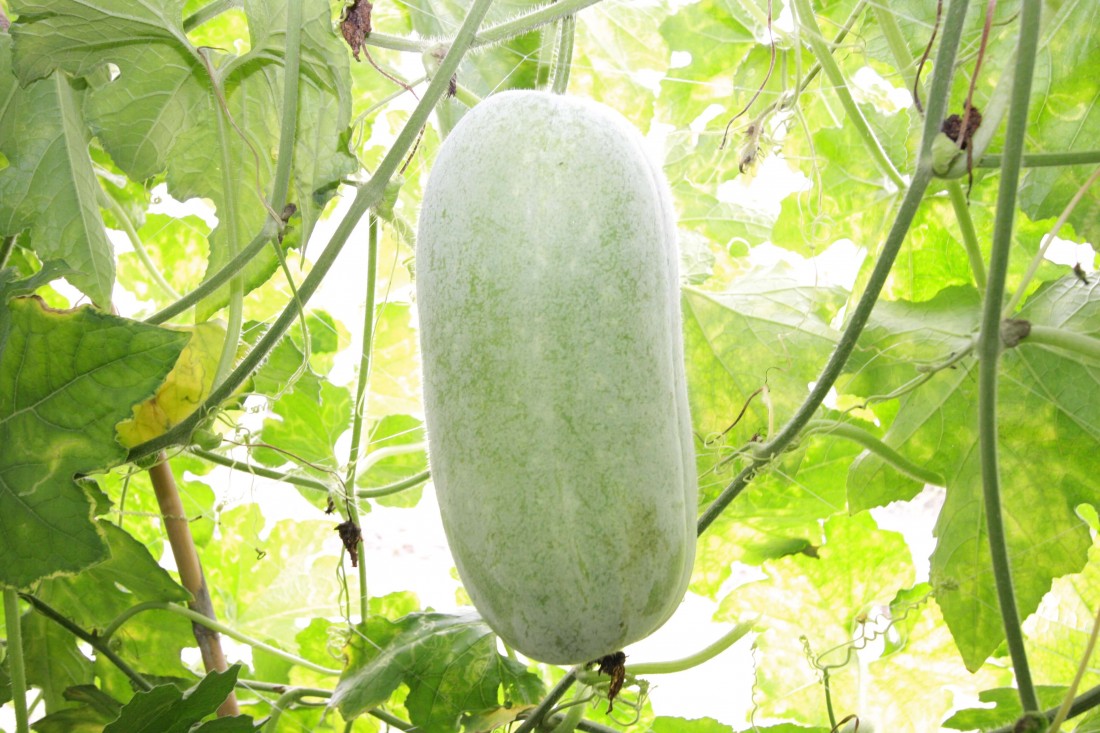 how-to-grow-wax-gourd-seeds