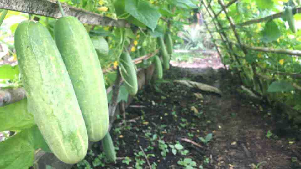The Most Popular Varieties of Commercial Cucumber Seeds