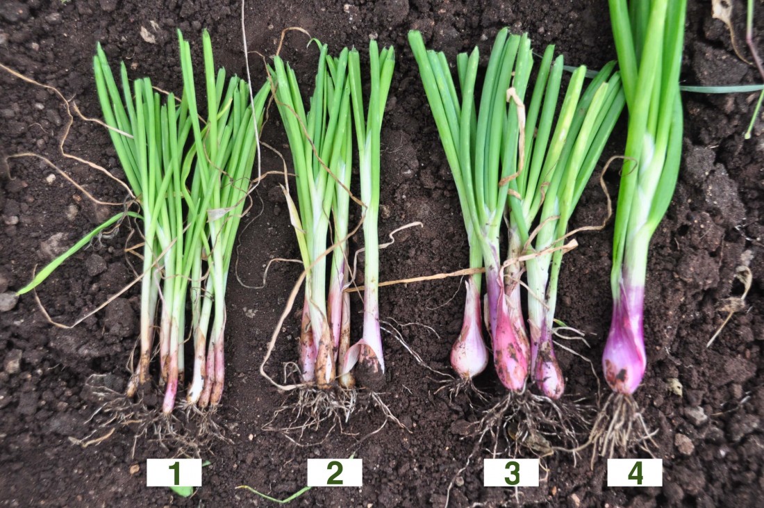 When to transplant onion seedlings