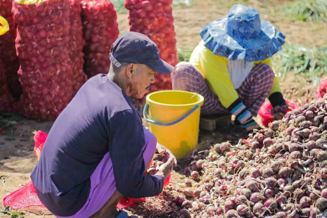 Supporting onion farmers in the fight against 'Harabas'